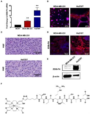 Effective MR Molecular Imaging of Triple Negative Breast Cancer With an EDB-Fibronectin-Specific Contrast Agent at Reduced Doses